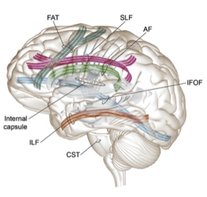 Áreas cerebrais envolvidas na fala/linguagem